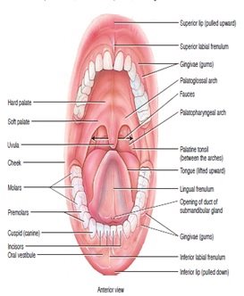 organ penyusun sistem pencernaan manusia - mulut