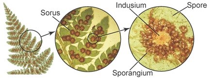 perbedaan struktur spora, sporangium, dan indusium pada tumbuhan paku