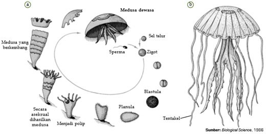 siklus hidup ubur-ubur